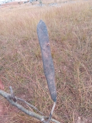 Bauhinia hildebrandtii