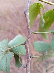 Bauhinia hildebrandtii