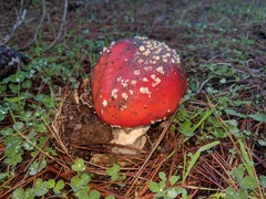 Amanita muscaria muscaria