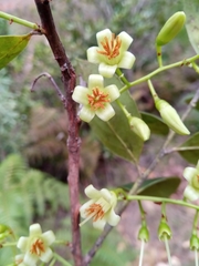 Vaccinium madagascariense