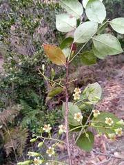 Vaccinium madagascariense