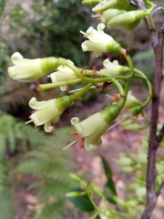Vaccinium madagascariense