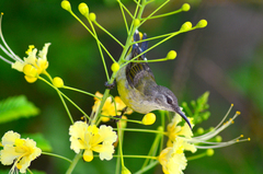 Leptocoma calcostetha