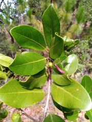 Vitex uniflora