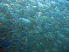 Selaroides leptolepis
