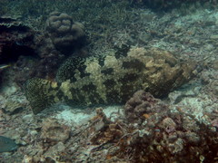 Epinephelus fuscoguttatus