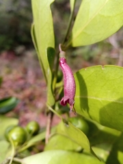 Vitex uniflora