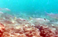 Ellochelon vaigiensis