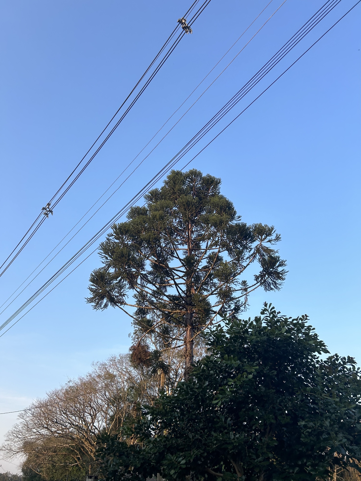 Araucaria angustifolia