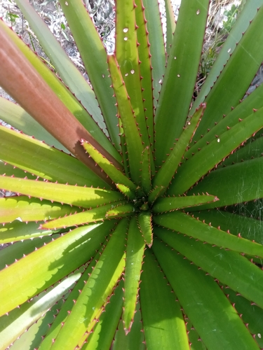 Aloe cipolinicola image