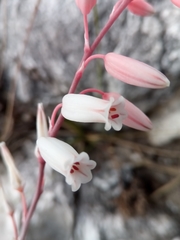 Aloe calcairophila image