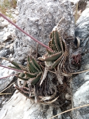 Aloe calcairophila image