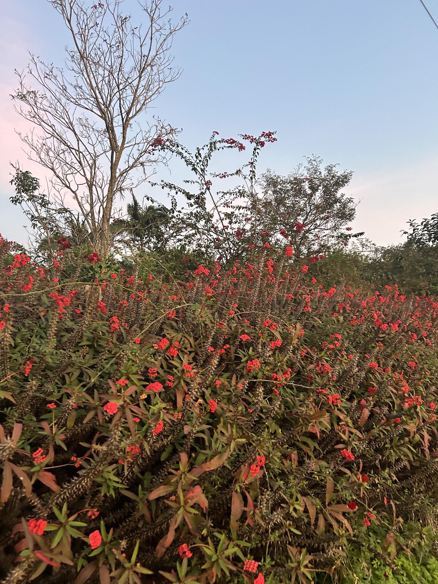 Euphorbia milii