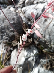 Aloe calcairophila image