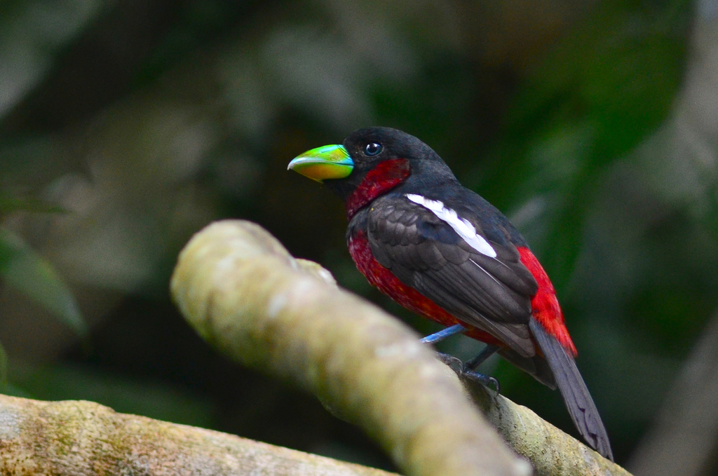 Black-And-Red Broadbill