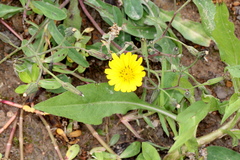 Ixeris chinensis