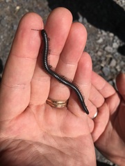 Californiulus