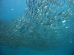 Selaroides leptolepis