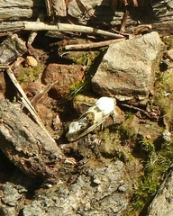 Ponometia candefacta