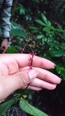 Trichostigma peruvianum