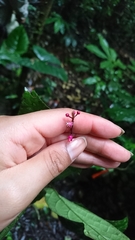 Trichostigma peruvianum