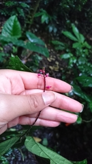 Trichostigma peruvianum