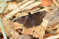 Erynnis baptisiae