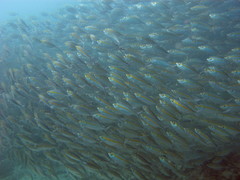 Selaroides leptolepis