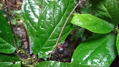 Trichostigma peruvianum