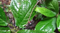 Trichostigma peruvianum