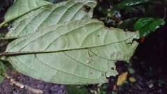 Trichostigma peruvianum