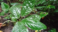 Trichostigma peruvianum