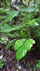 Trichostigma peruvianum