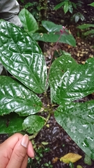 Trichostigma peruvianum