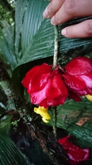 Drymonia coccinea
