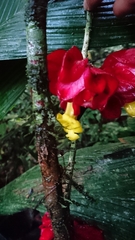 Drymonia coccinea