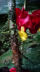 Drymonia coccinea