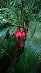 Drymonia coccinea