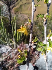 Ormocarpopsis itremoensis