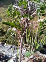 Ormocarpopsis itremoensis