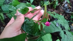Palicourea ostreophora