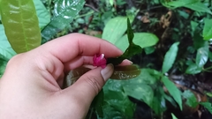 Palicourea ostreophora