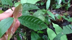 Palicourea ostreophora