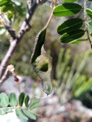 Ormocarpopsis itremoensis