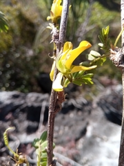 Ormocarpopsis itremoensis