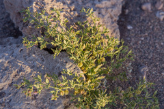 Fagonia chilensis