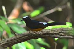 Copsychus stricklandii stricklandii