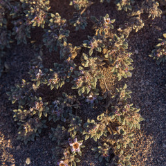 Tiquilia atacamensis