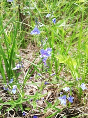 Veronica krylovii