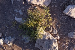 Fagonia chilensis